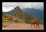 Machu Piccu 076
